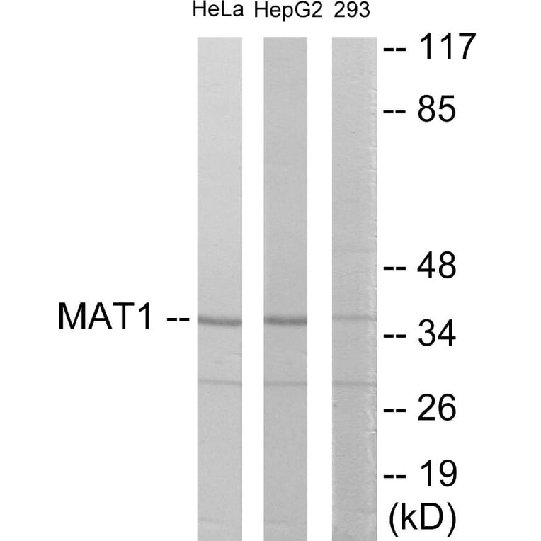 Western Blot - MAT1 Cell Based ELISA Kit (CB5910) - Antibodies.com
