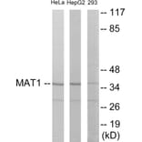 Western Blot - MAT1 Cell Based ELISA Kit (CB5910) - Antibodies.com