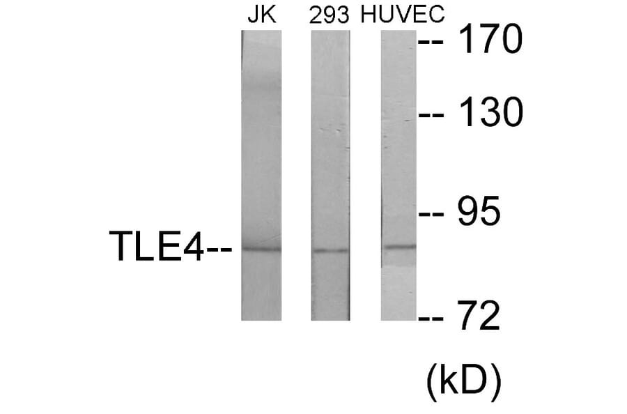 Western Blot - TLE4 Cell Based ELISA Kit (CB5959) - Antibodies.com