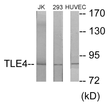 Western Blot - TLE4 Cell Based ELISA Kit (CB5959) - Antibodies.com