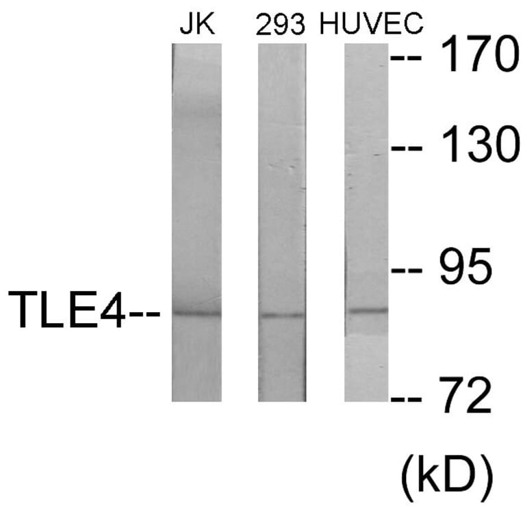 Western Blot - TLE4 Cell Based ELISA Kit (CB5959) - Antibodies.com