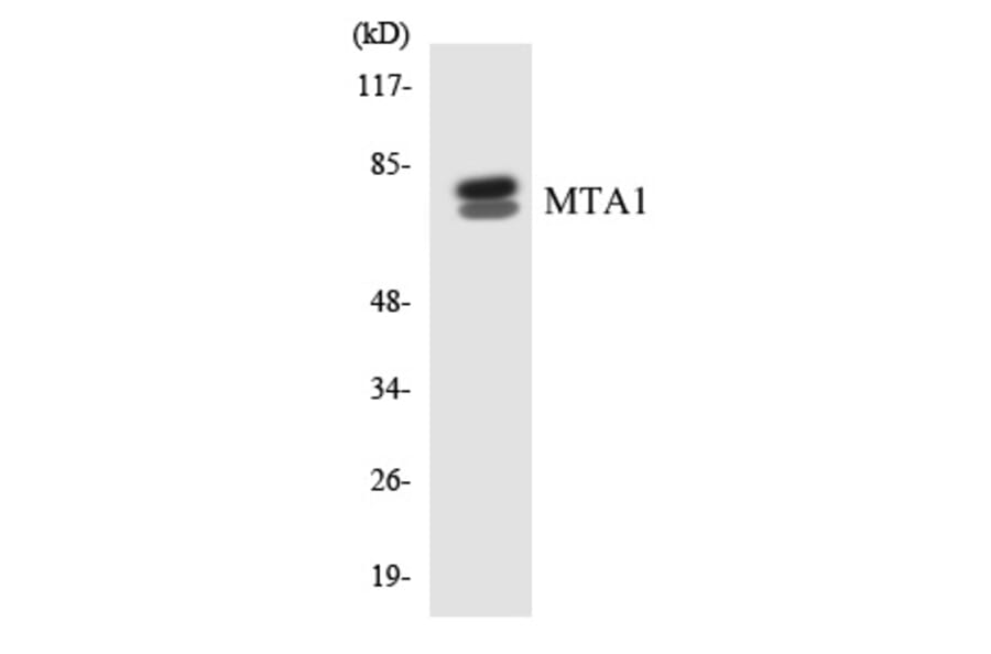 Western Blot - MTA1 Cell Based ELISA Kit (CB5986) - Antibodies.com