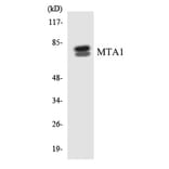 Western Blot - MTA1 Cell Based ELISA Kit (CB5986) - Antibodies.com