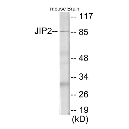 Western Blot - JIP2 Cell Based ELISA Kit (CB5987) - Antibodies.com