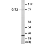 Western Blot - GIT2 Cell Based ELISA Kit (CB6000) - Antibodies.com