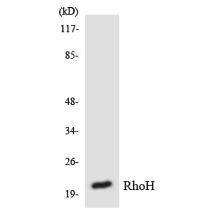 Western Blot - RhoH Cell Based ELISA Kit (CB6027) - Antibodies.com