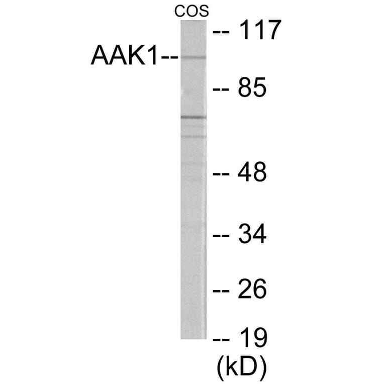 Western Blot - AAK1 Cell Based ELISA Kit (CB6045) - Antibodies.com