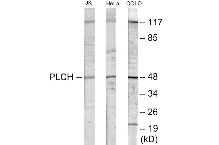 Western Blot - PLCH Cell Based ELISA Kit (CB6050) - Antibodies.com