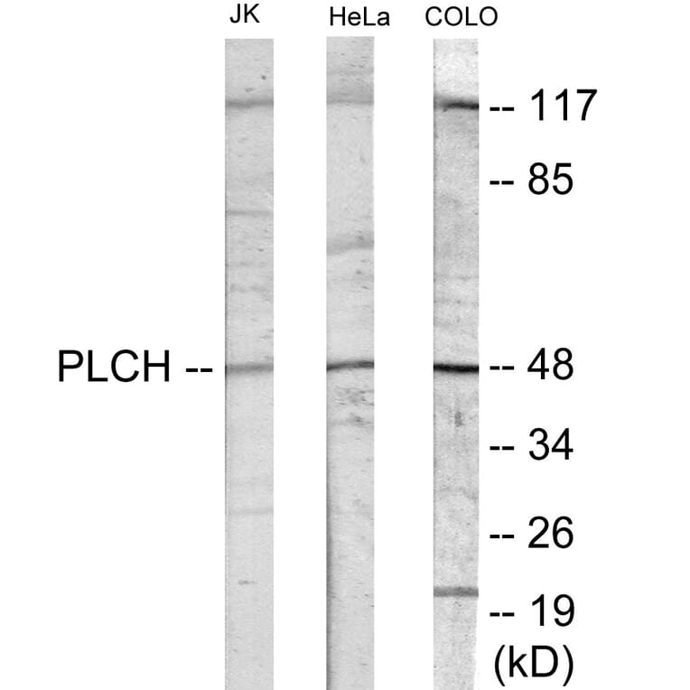 Western Blot - PLCH Cell Based ELISA Kit (CB6050) - Antibodies.com