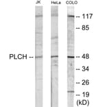 Western Blot - PLCH Cell Based ELISA Kit (CB6050) - Antibodies.com