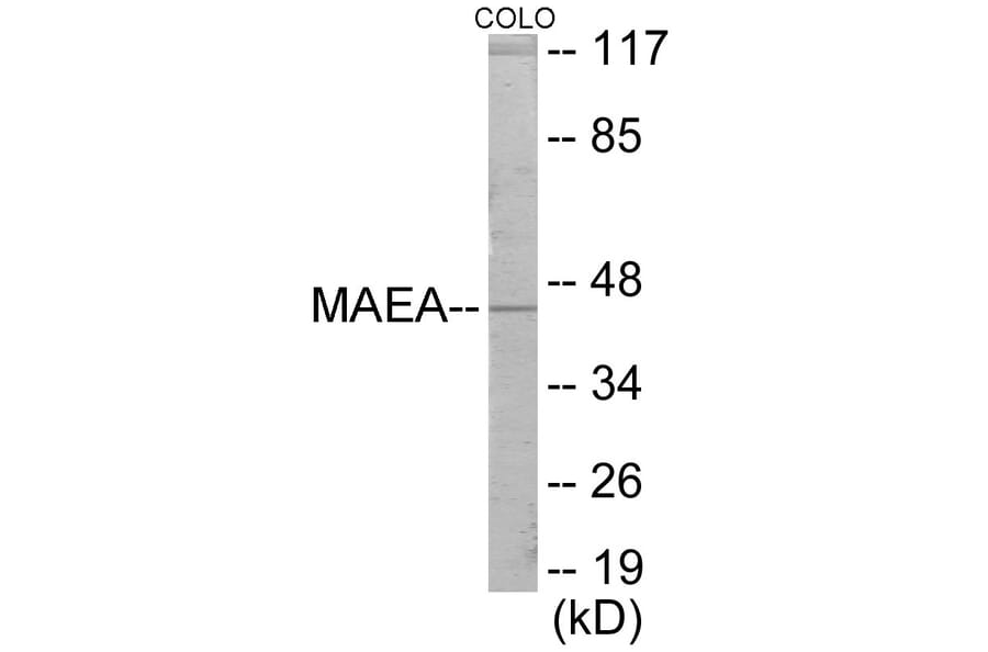Western Blot - MAEA Cell Based ELISA Kit (CB6068) - Antibodies.com