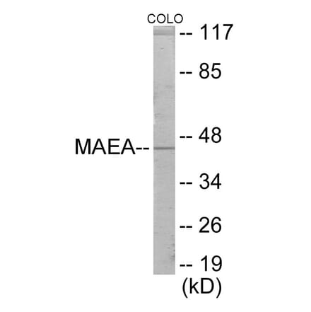 Western Blot - MAEA Cell Based ELISA Kit (CB6068) - Antibodies.com