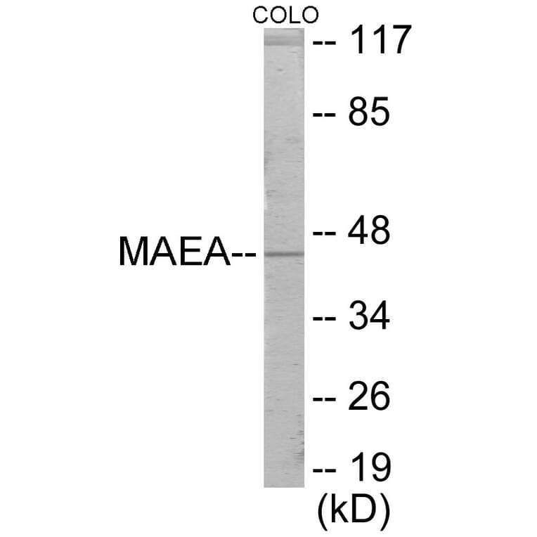 Western Blot - MAEA Cell Based ELISA Kit (CB6068) - Antibodies.com
