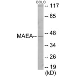 Western Blot - MAEA Cell Based ELISA Kit (CB6068) - Antibodies.com