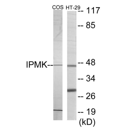 Western Blot - IPMK Cell Based ELISA Kit (CB6085) - Antibodies.com