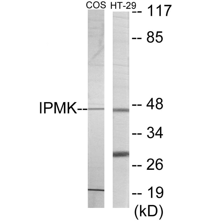 Western Blot - IPMK Cell Based ELISA Kit (CB6085) - Antibodies.com