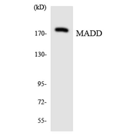Western Blot - MADD Cell Based ELISA Kit (CB6096) - Antibodies.com