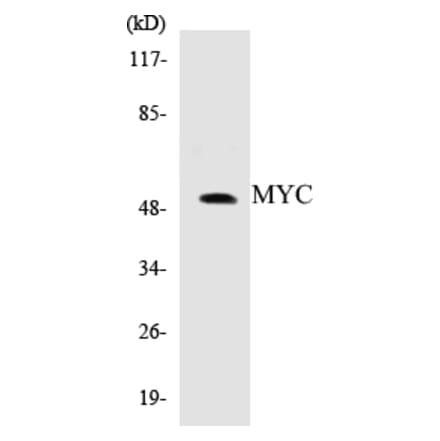 Western Blot - MYC Cell Based ELISA Kit (CB5476) - Antibodies.com