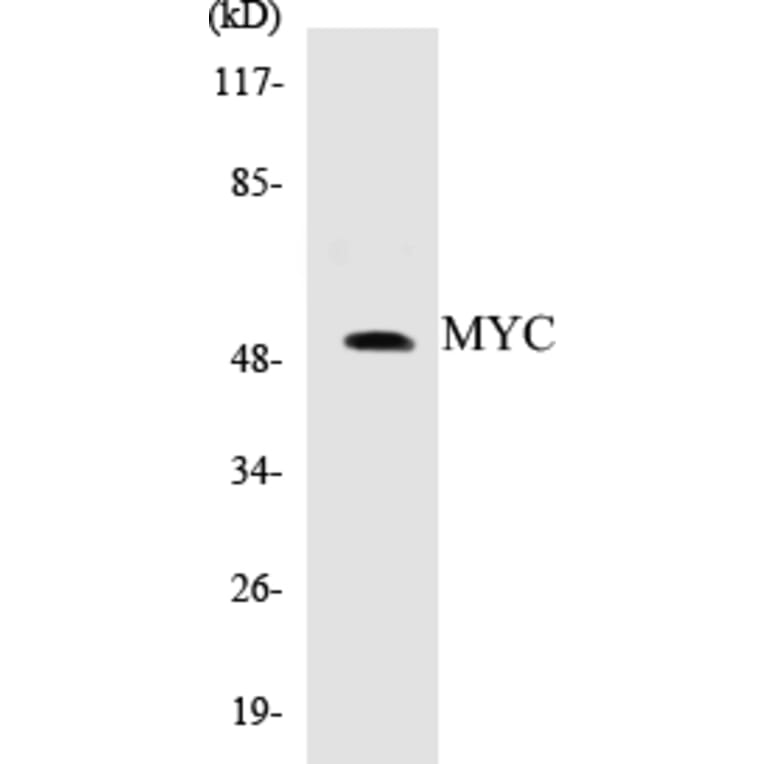 Western Blot - MYC Cell Based ELISA Kit (CB5476) - Antibodies.com