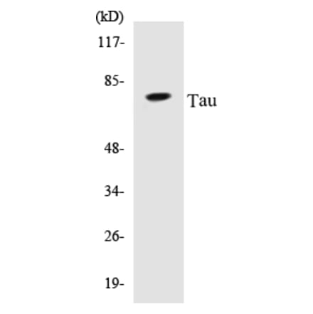 Western Blot - Tau Cell Based ELISA Kit (CB5676) - Antibodies.com