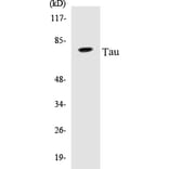 Western Blot - Tau Cell Based ELISA Kit (CB5676) - Antibodies.com
