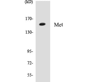 Western Blot - Met Cell Based ELISA Kit (CB5444) - Antibodies.com