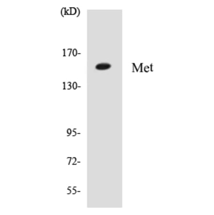 Western Blot - Met Cell Based ELISA Kit (CB5444) - Antibodies.com