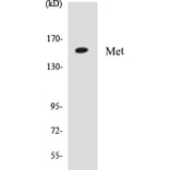 Western Blot - Met Cell Based ELISA Kit (CB5444) - Antibodies.com