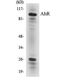 Western Blot - AhR Cell Based ELISA Kit (CB5026) - Antibodies.com
