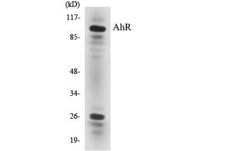 Western Blot - AhR Cell Based ELISA Kit (CB5026) - Antibodies.com