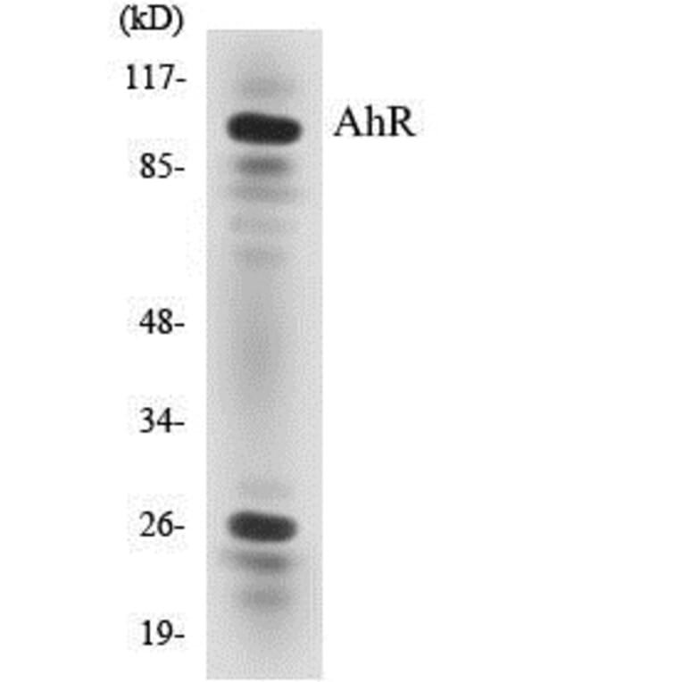 Western Blot - AhR Cell Based ELISA Kit (CB5026) - Antibodies.com