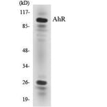 Western Blot - AhR Cell Based ELISA Kit (CB5026) - Antibodies.com