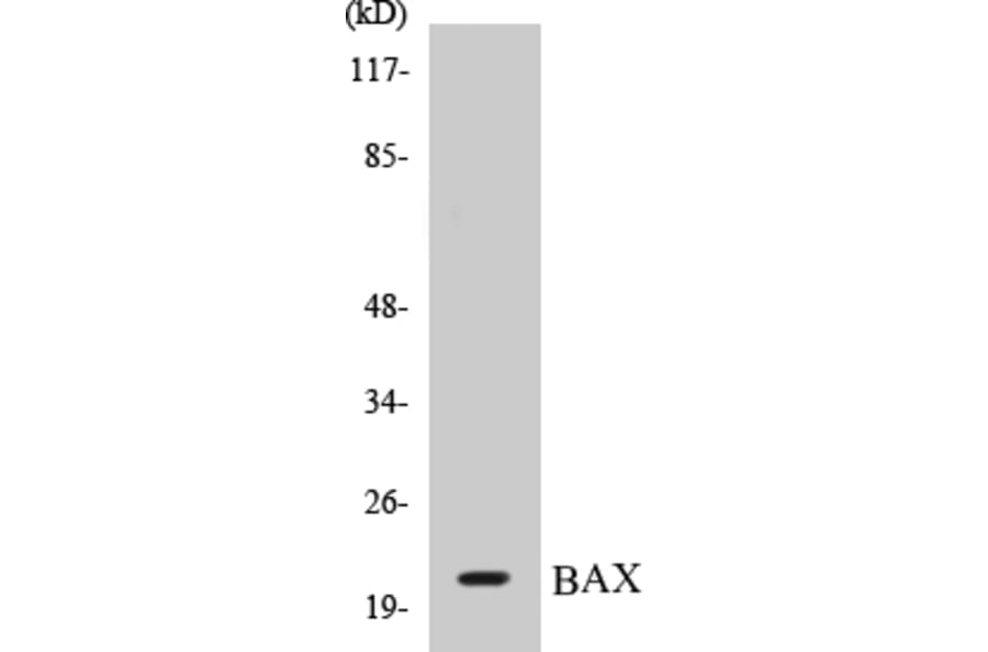 Western Blot - BAX Cell Based ELISA Kit (CB5066) - Antibodies.com