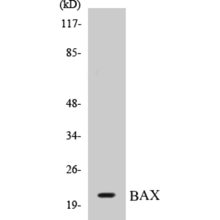 Western Blot - BAX Cell Based ELISA Kit (CB5066) - Antibodies.com