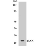 Western Blot - BAX Cell Based ELISA Kit (CB5066) - Antibodies.com