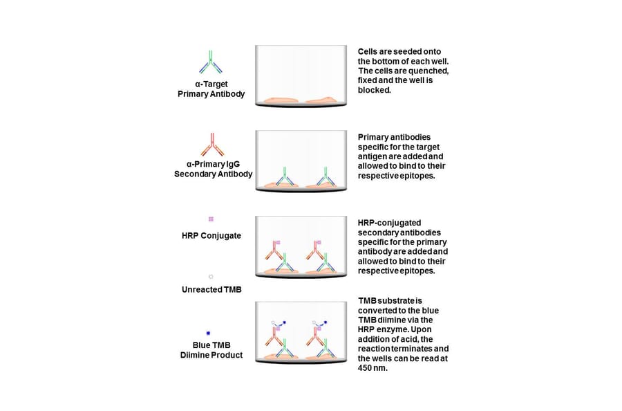 Protocol Diagram - BAX Cell Based ELISA Kit (CB5066) - Antibodies.com
