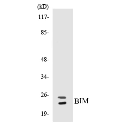 Western Blot - BIM Cell Based ELISA Kit (CB5074) - Antibodies.com
