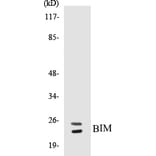 Western Blot - BIM Cell Based ELISA Kit (CB5074) - Antibodies.com