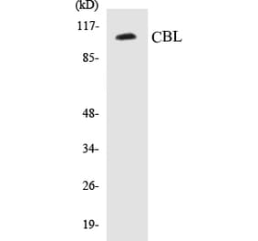 Western Blot - CBL Cell Based ELISA Kit (CB5110) - Antibodies.com