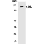 Western Blot - CBL Cell Based ELISA Kit (CB5110) - Antibodies.com