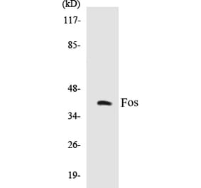 Western Blot - Fos Cell Based ELISA Kit (CB5272) - Antibodies.com