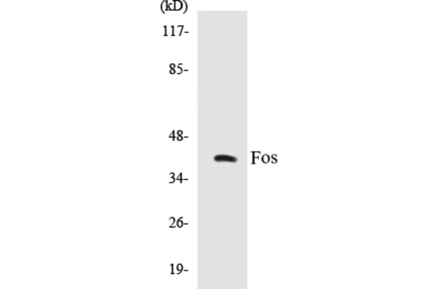 Western Blot - Fos Cell Based ELISA Kit (CB5272) - Antibodies.com