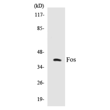 Western Blot - Fos Cell Based ELISA Kit (CB5272) - Antibodies.com