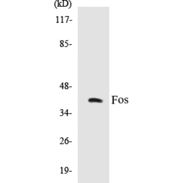 Western Blot - Fos Cell Based ELISA Kit (CB5272) - Antibodies.com