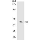 Western Blot - Fos Cell Based ELISA Kit (CB5272) - Antibodies.com