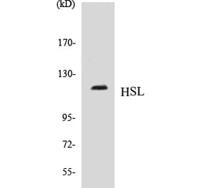 Western Blot - HSL Cell Based ELISA Kit (CB5345) - Antibodies.com