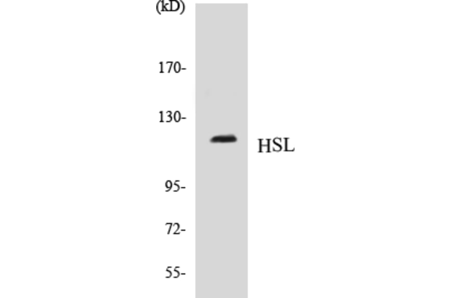 Western Blot - HSL Cell Based ELISA Kit (CB5345) - Antibodies.com