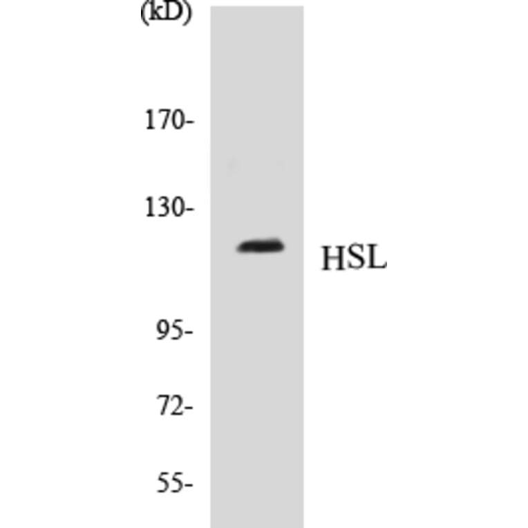 Western Blot - HSL Cell Based ELISA Kit (CB5345) - Antibodies.com
