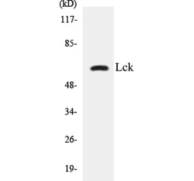 Western Blot - Lck Cell Based ELISA Kit (CB5415) - Antibodies.com