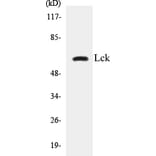 Western Blot - Lck Cell Based ELISA Kit (CB5415) - Antibodies.com